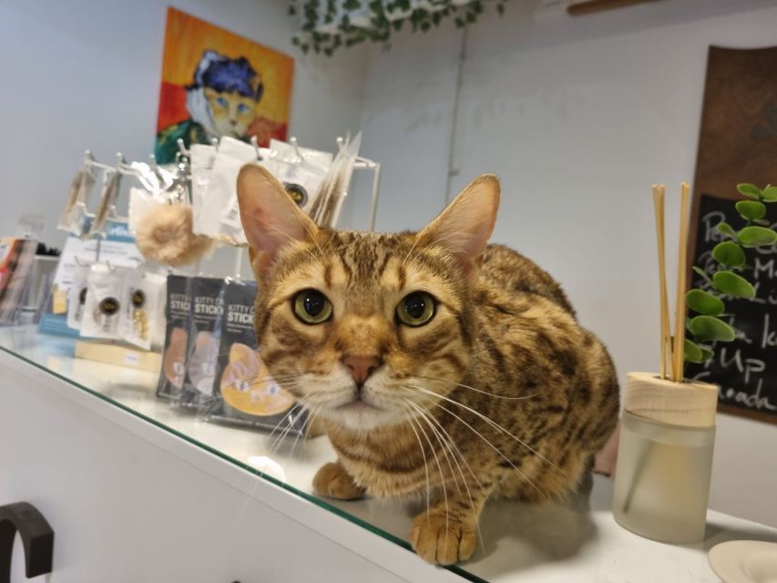 Budapest: Cat Museum Budapest Entry Ticket - Key takeaways before you go