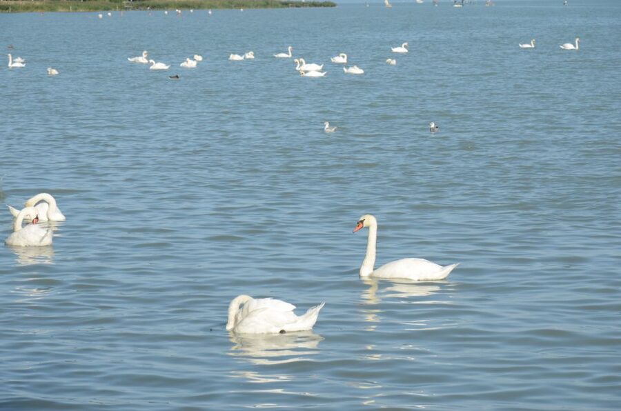 Budapest: Lake Balaton and Herend Full-Day Private Tour - Price and Value: What You Are Paying For