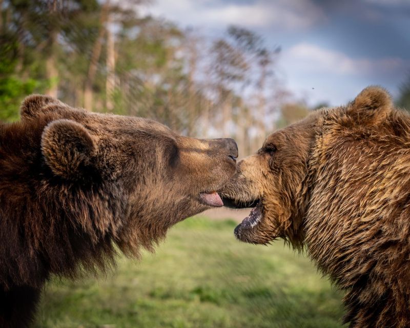 Budapest: Transport & Guided Tour of Bear and Wolf Sanctuary - Should you book the Budapest bear and wolf sanctuary tour?