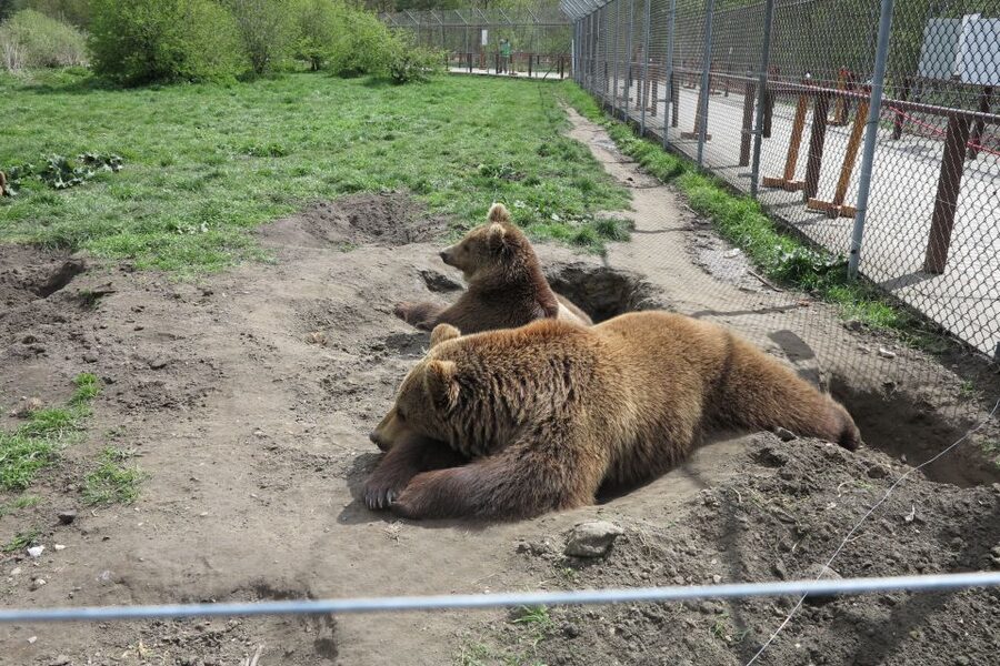 Budapest: Transport & Guided Tour of Bear and Wolf Sanctuary - Feeding bears fruit: fun, rules, and what to expect if they approach