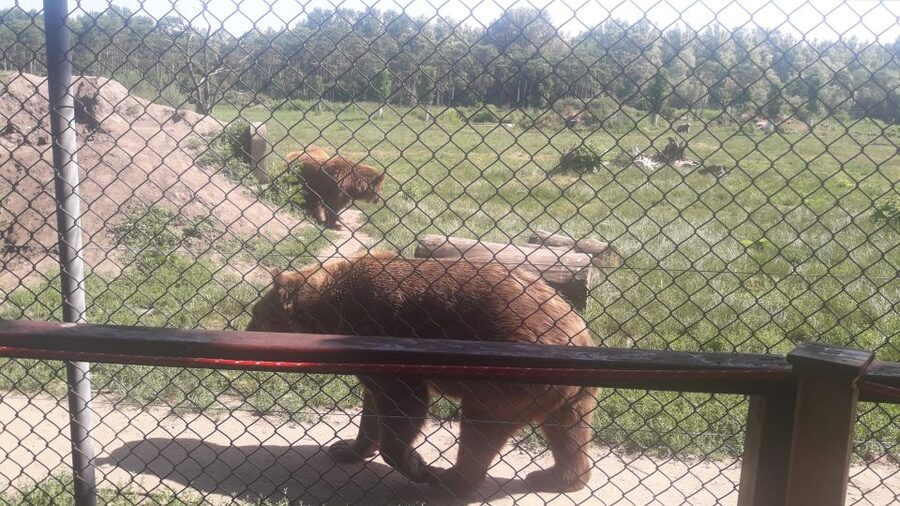 Budapest: Transport & Guided Tour of Bear and Wolf Sanctuary - Brown bears vs grizzlies: why this lesson helps even in Budapest