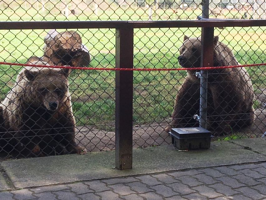 Budapest: Transport & Guided Tour of Bear and Wolf Sanctuary - Bear safety 101: how your guide reframes the real world