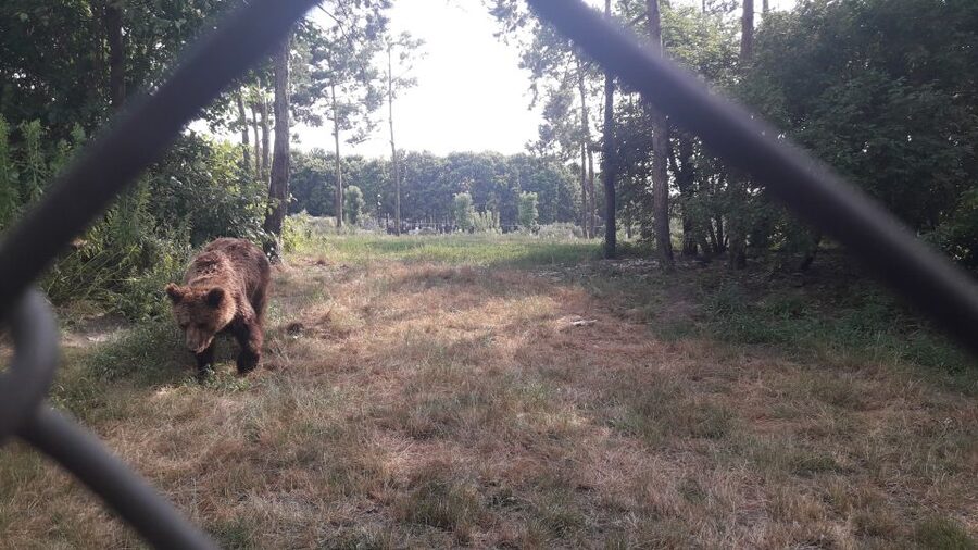 Budapest: Transport & Guided Tour of Bear and Wolf Sanctuary - Timing and value: is $93 for a 4-hour half-day worth it?
