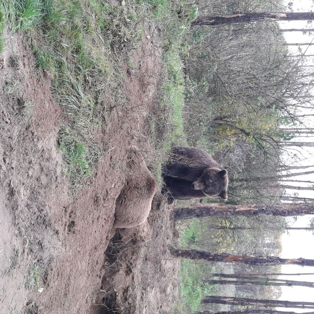 Budapest: Transport & Guided Tour of Bear and Wolf Sanctuary - Who this tour suits best (and who might prefer something else)