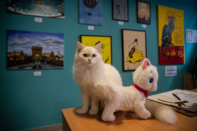 Cat Museum Budapest Entry Ticket - Walking in: your hot drink, the cat-friendly setup, and rules that matter