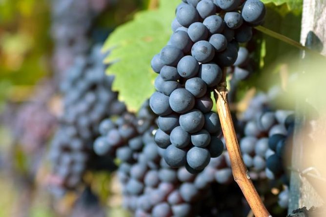 Countryside Half-day Gastro-Wine Tour from Budapest Meal & pickup - Wine education that stays practical, not lecture-y