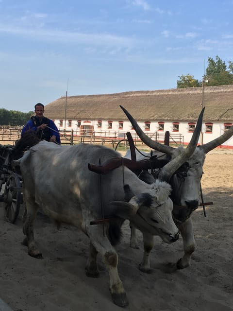 Countryside ranch, horse show & lunch - Key things to know before you go