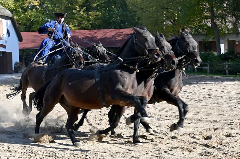 Countryside ranch, horse show & lunch - After the show: guided farm and stable time