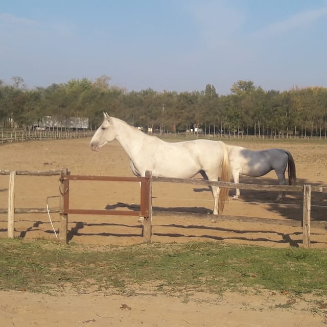 Countryside ranch, horse show & lunch - The 15-minute carriage ride around the ranch