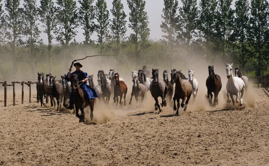 Countryside ranch, horse show & lunch - Getting your money’s worth at $127 per person
