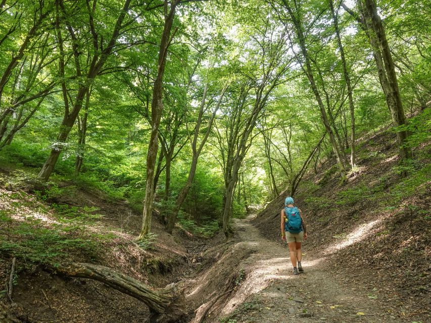 Danube Bend Hiking and Kayaking Adventure - Hiking the old beech forest: pace matters more than speed