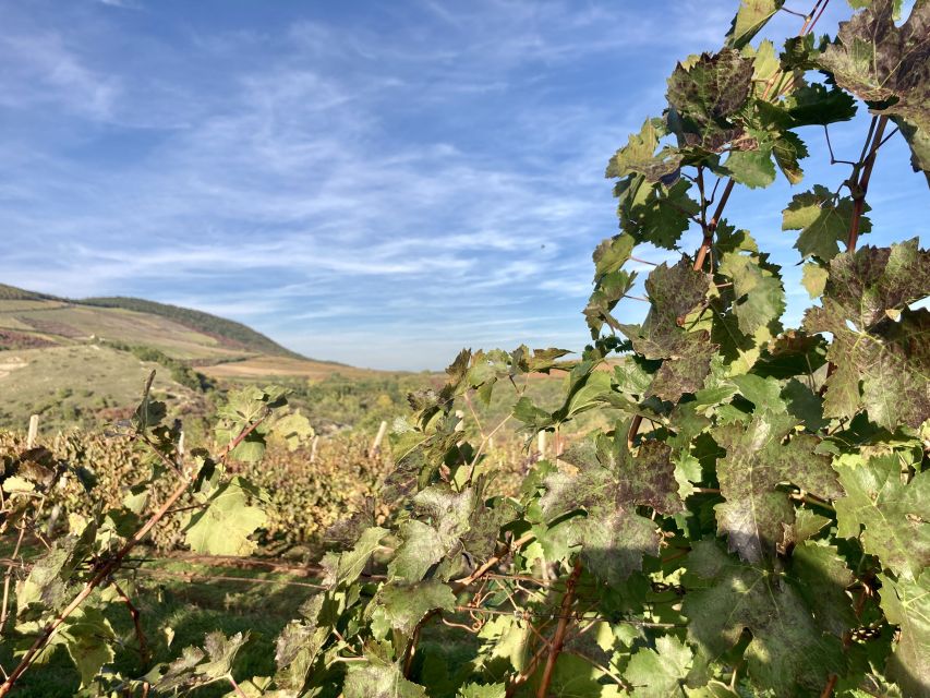 Eger: Countryside, Culture, and Wine Private Tour - Wine tastings in the Valley of the Beautiful Women