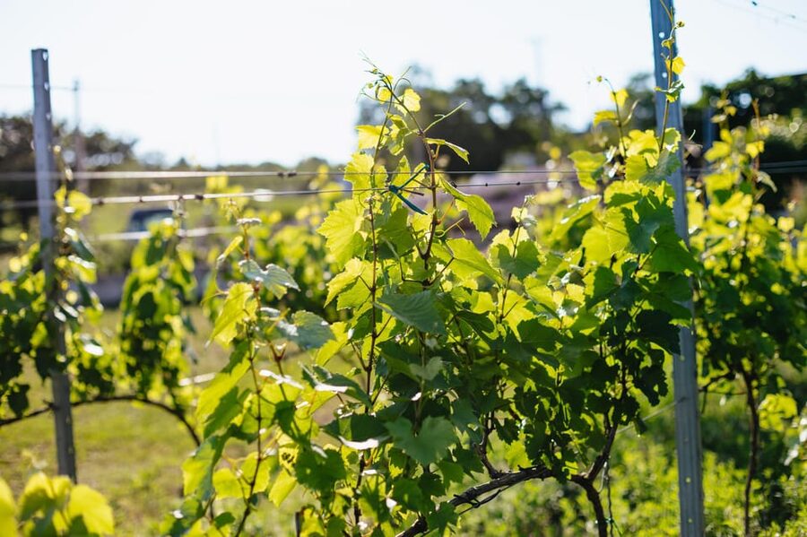 From Budapest: Half-Day Countryside Wine Tour with Meal - Lunch at a farm: the part that makes the whole day feel complete