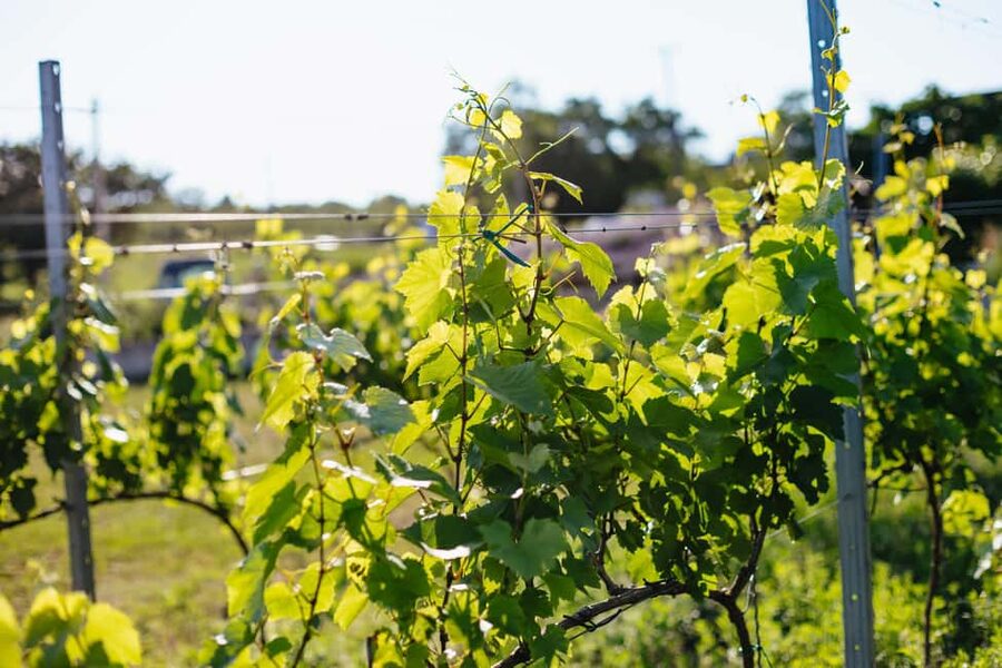 From Budapest: Half-Day Countryside Wine Tour with Meal - The guide factor: why names keep showing up in the reviews