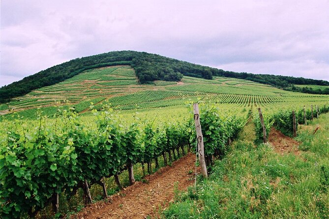 Full-Day Custom Tokaj Wine Tour - Lunch at Dereszla Bisztró, Your Best Chance to Slow Down