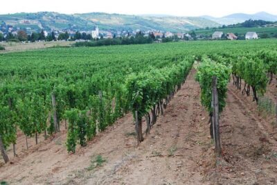 Half Day Tokaj Wine Tasting Tour in Mád Hungary with lunch