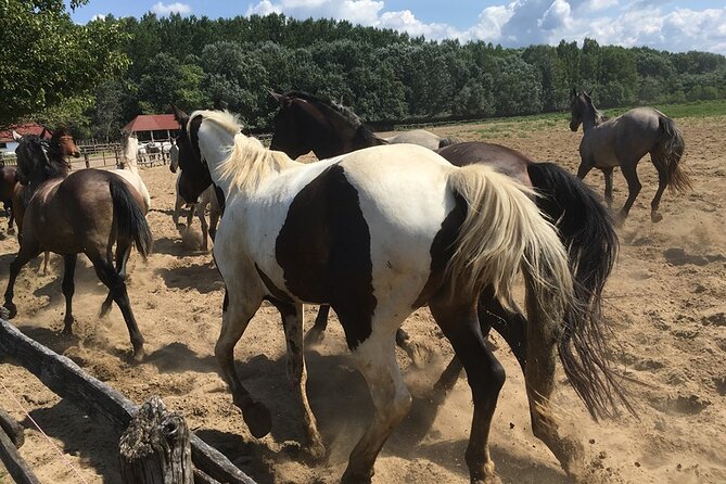 Horseshow on the Hungarian Puszta, private tour from Budapest with entry! - Who should book this tour, and who should skip it