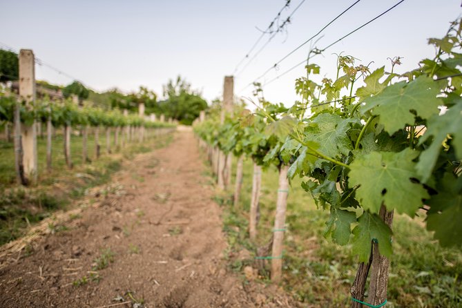 Lake Balaton Full Day Private Wine Tour - Lunch strategy: included meal, timing, and staying comfortable