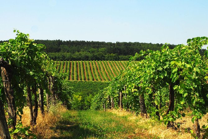 Private Lake Balaton Experience with an unforgettable Wine Tasting - Private Lake Balaton From Budapest, Without the Cramped Ride