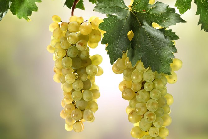 Private Lake Balaton Experience with an unforgettable Wine Tasting - What the Wine Tasting Fee Buys You, and Why It’s Worth It