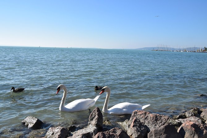 Private Lake Balaton Experience with an unforgettable Wine Tasting - Comfort, Pace, and What to Budget for (No Lunch, Optional Entrances)