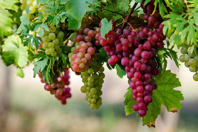Private Lake Balaton Experience with an unforgettable Wine Tasting - Booking Reality Check, and Should You Book It