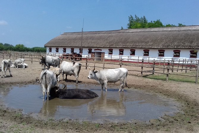 The "Puszta" Horse Show - Price and Logistics: What $134.63 Really Buys