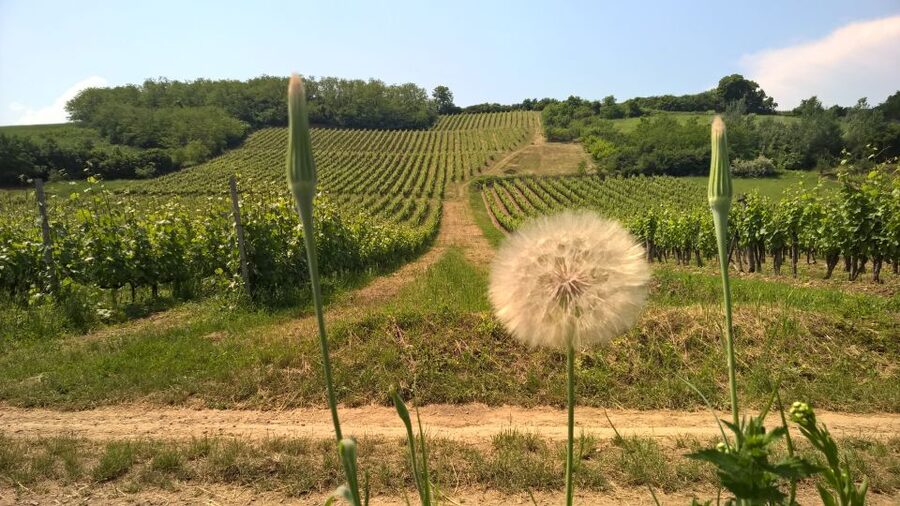 Tokaj: Classic Wine Tasting - Price and value: is $26 a fair deal in Tokaj?